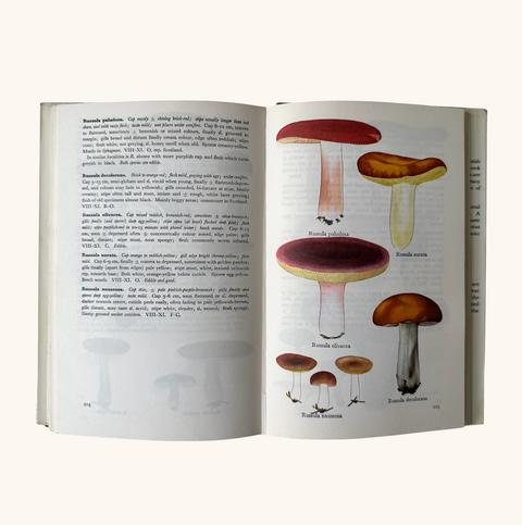 Collins Guide to Mushrooms & Toadstools