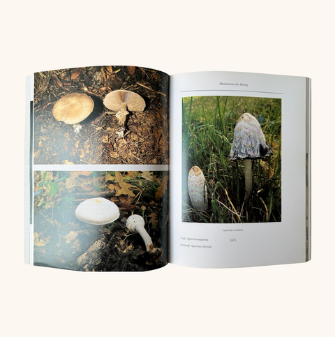 Mushroom Magic